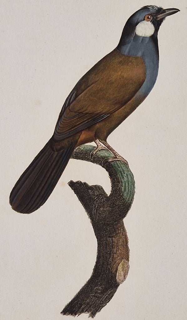 Le Geai à joues blanches. J. Barraband 1806.