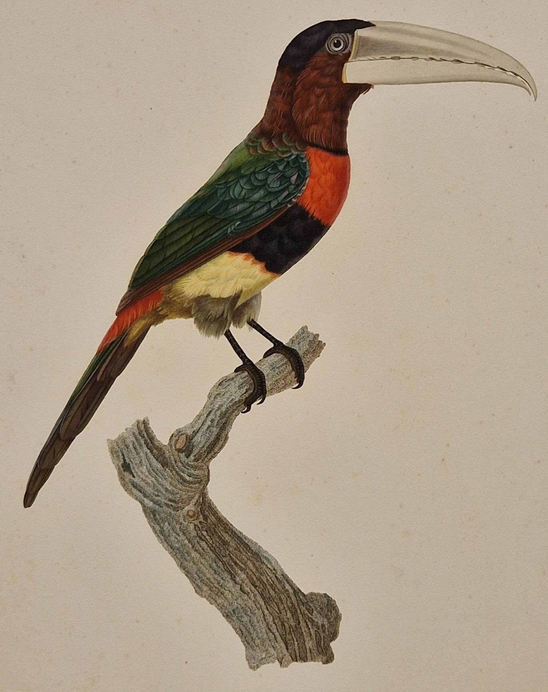 L'Aracari Azari J.Barraband 1806.