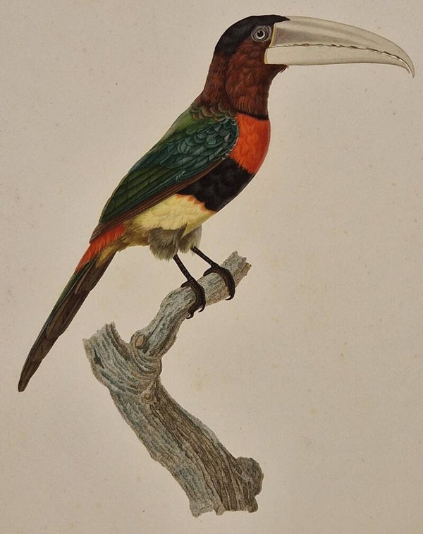 L'Aracari Azari J.Barraband 1806.
