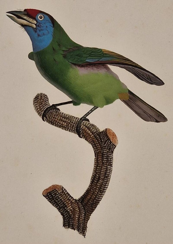 Le barbu à gorge bleu femelle. J.Barraband 1806.
