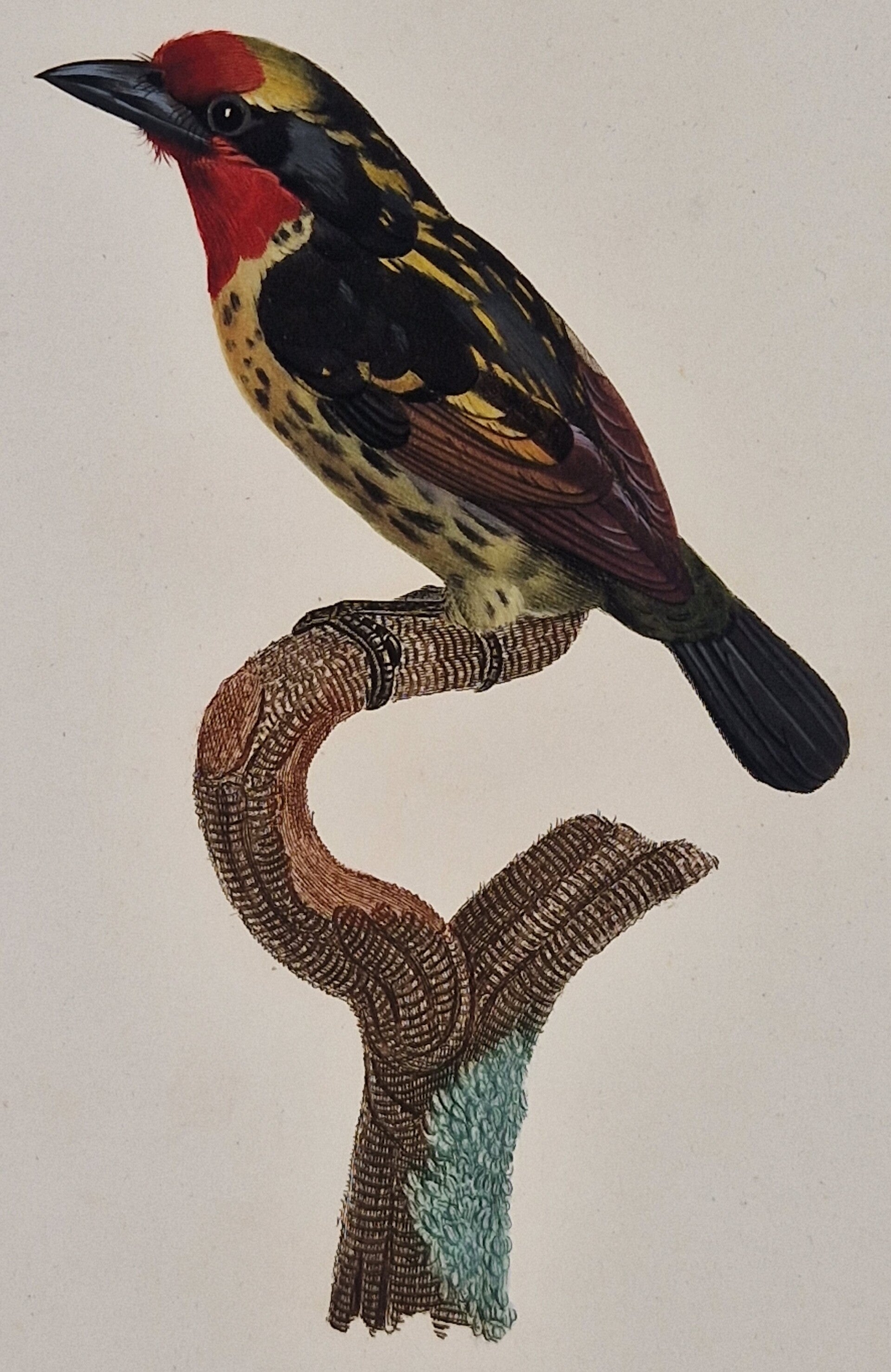 Le barbu de la Guyane mâle. J.Barraband 1806.