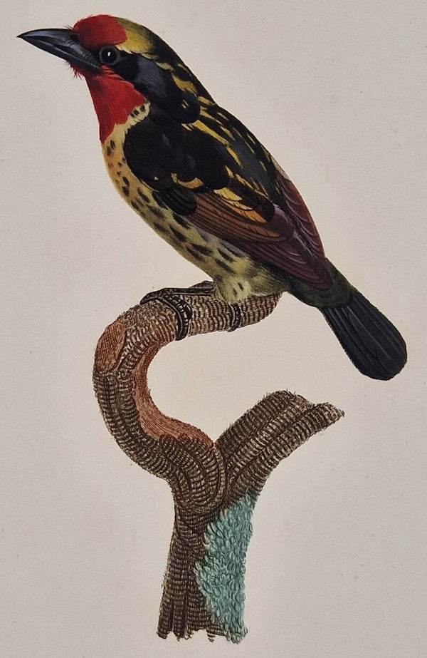 Le barbu de la Guyane mâle. J.Barraband 1806.