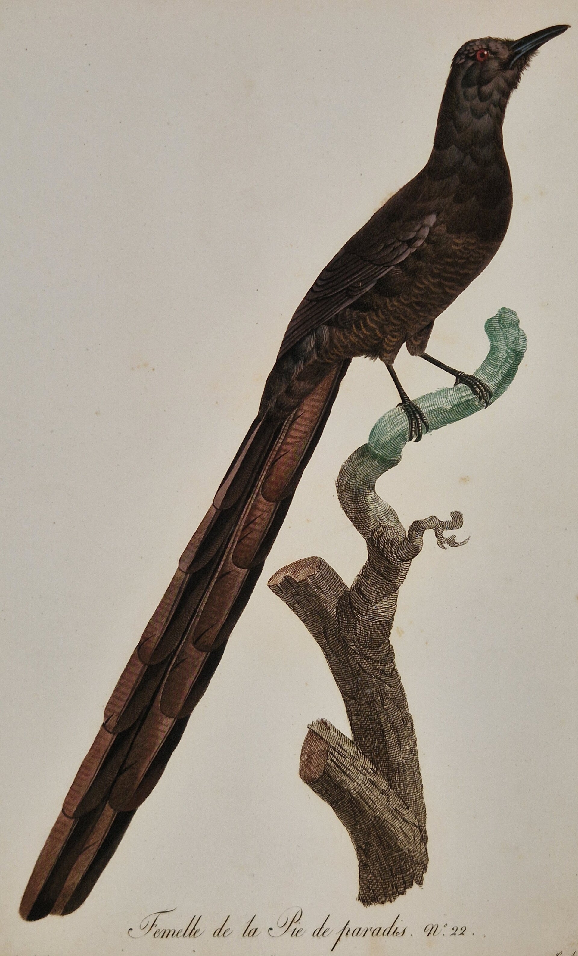 Femelle de la Pie de Paradis. J.Barraband 1806.