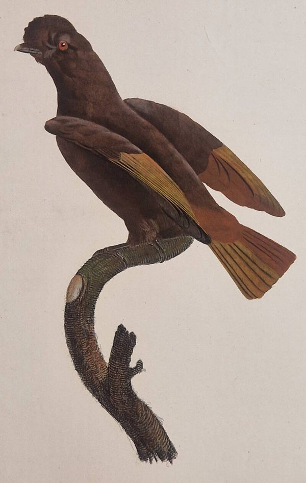 Le Coq de roche femelle. J.Barraband 1806.