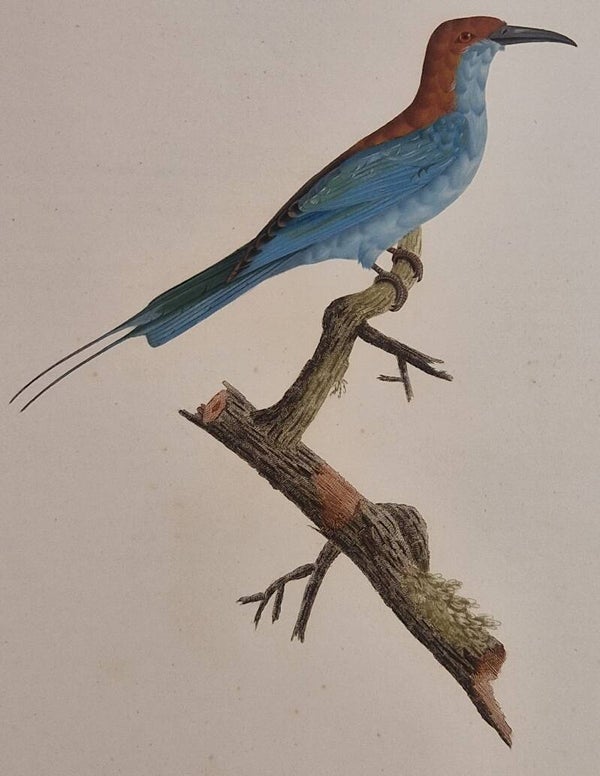 Le Guépiér latreille mâle. Barraband 1806.