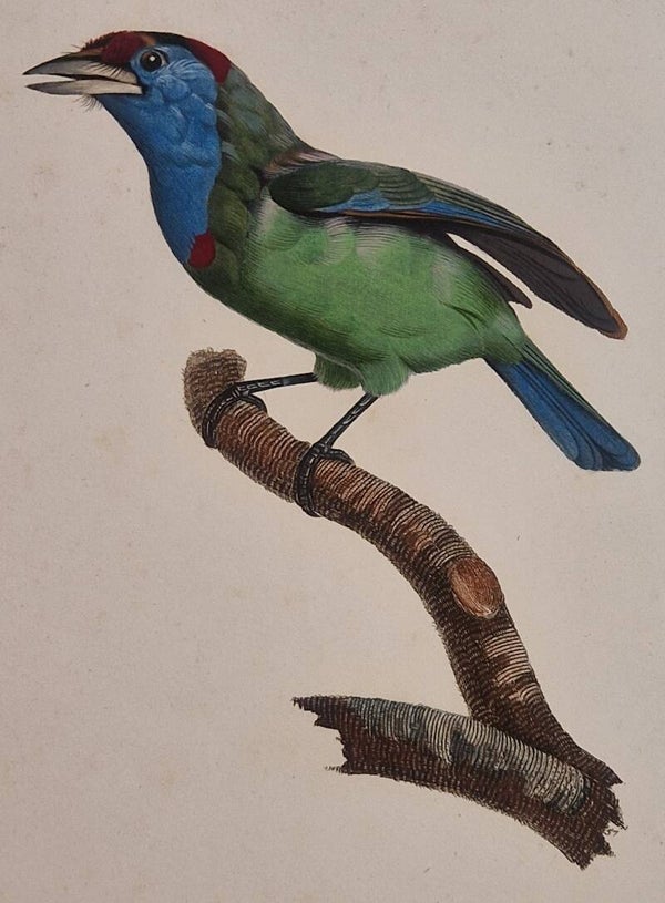 Le Barbu a gorge bleue mâle. J.Barraband 1806.