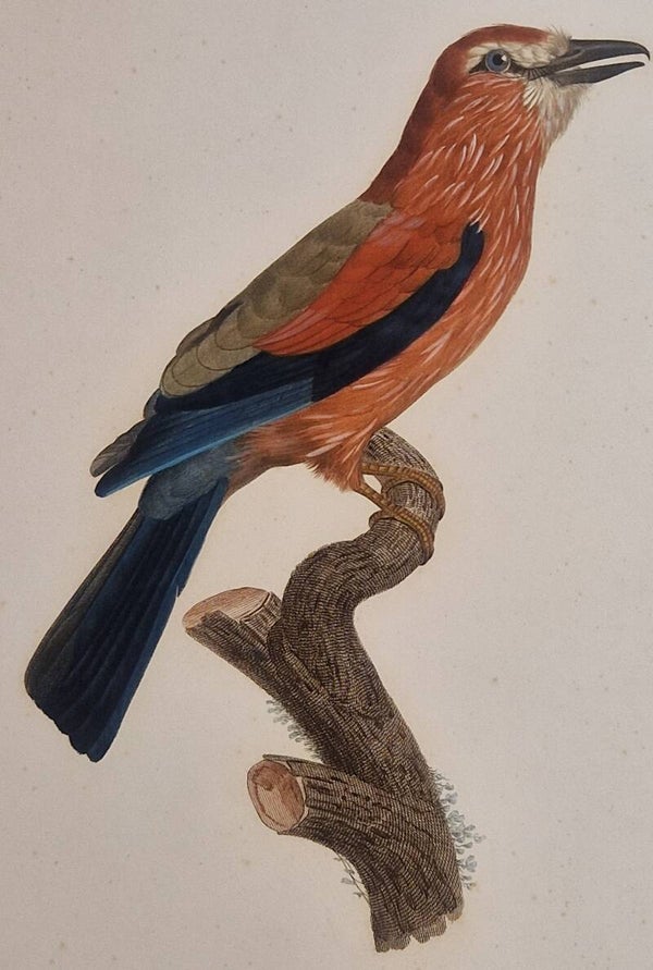 Le Rollier varié d'Afrique jeune âge. J.Barraband 1806.