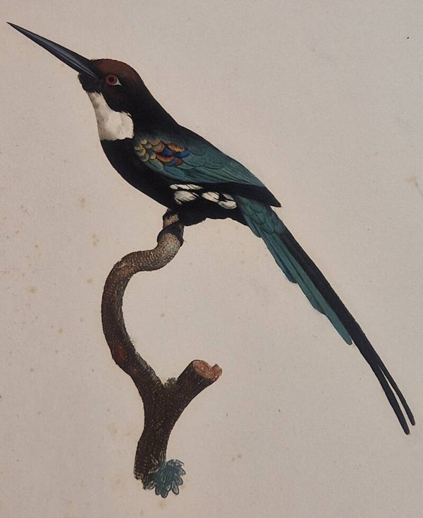 Le Jacamar à longue queue. J.Barraband 1806.