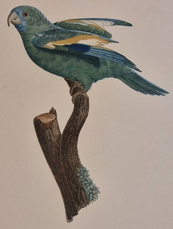 La Perruche à ailes variées. J.Barraband 1801.