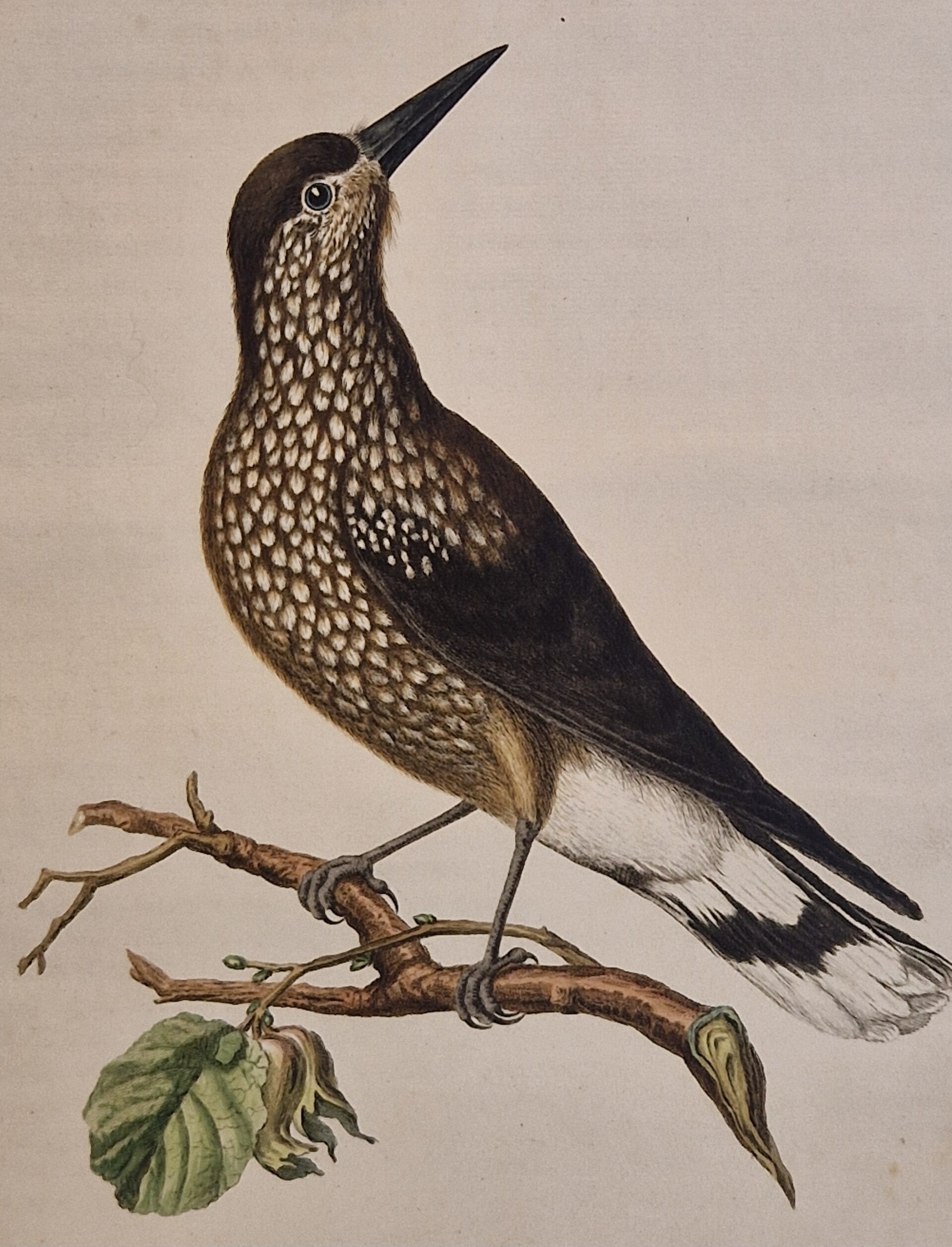 Caryocatactus, plaat 3 boek I. Sepp en Nozeman 1770.