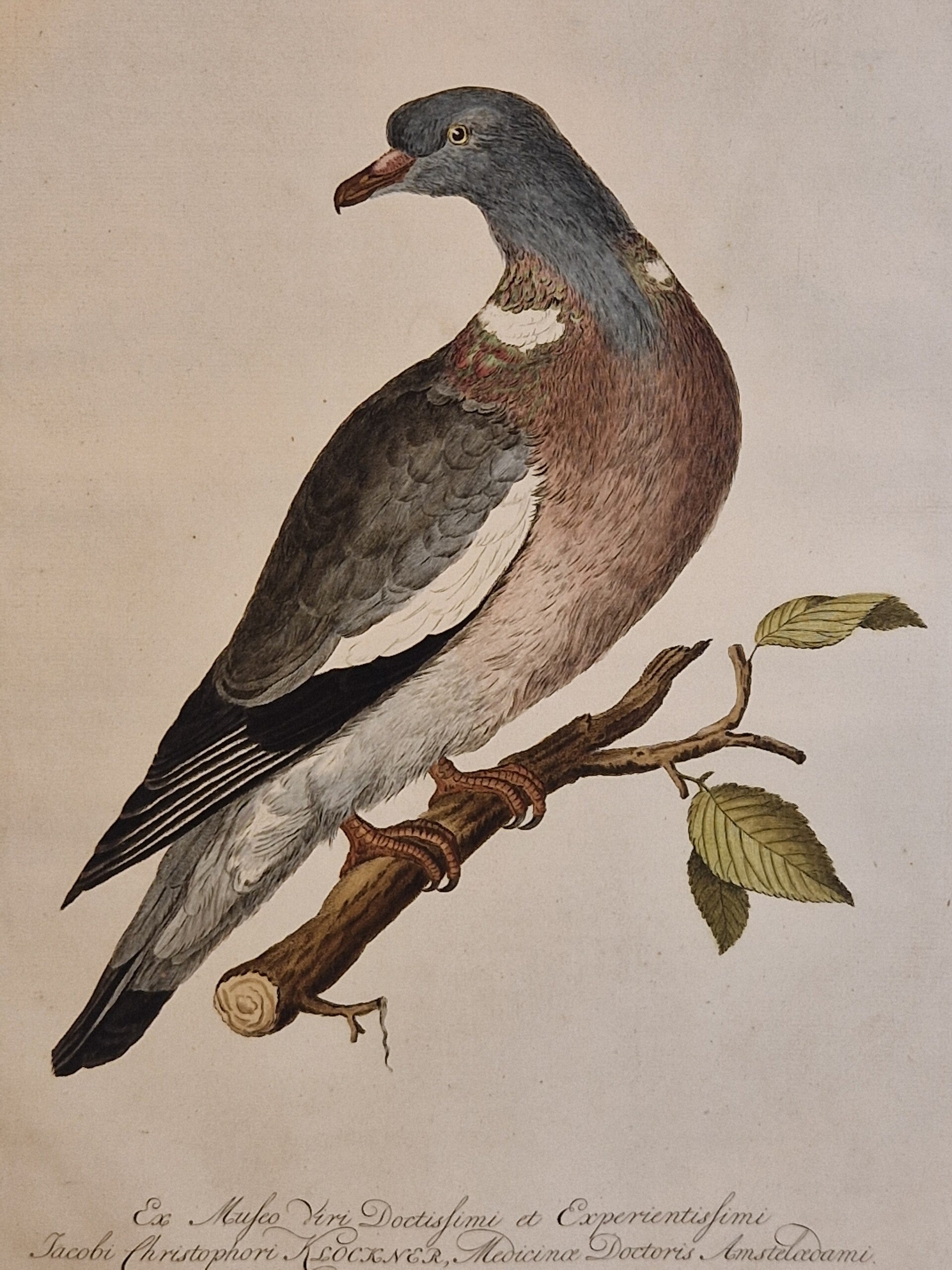 Palumbus, plaat 4 boek I. Sepp en Nozeman 1770.