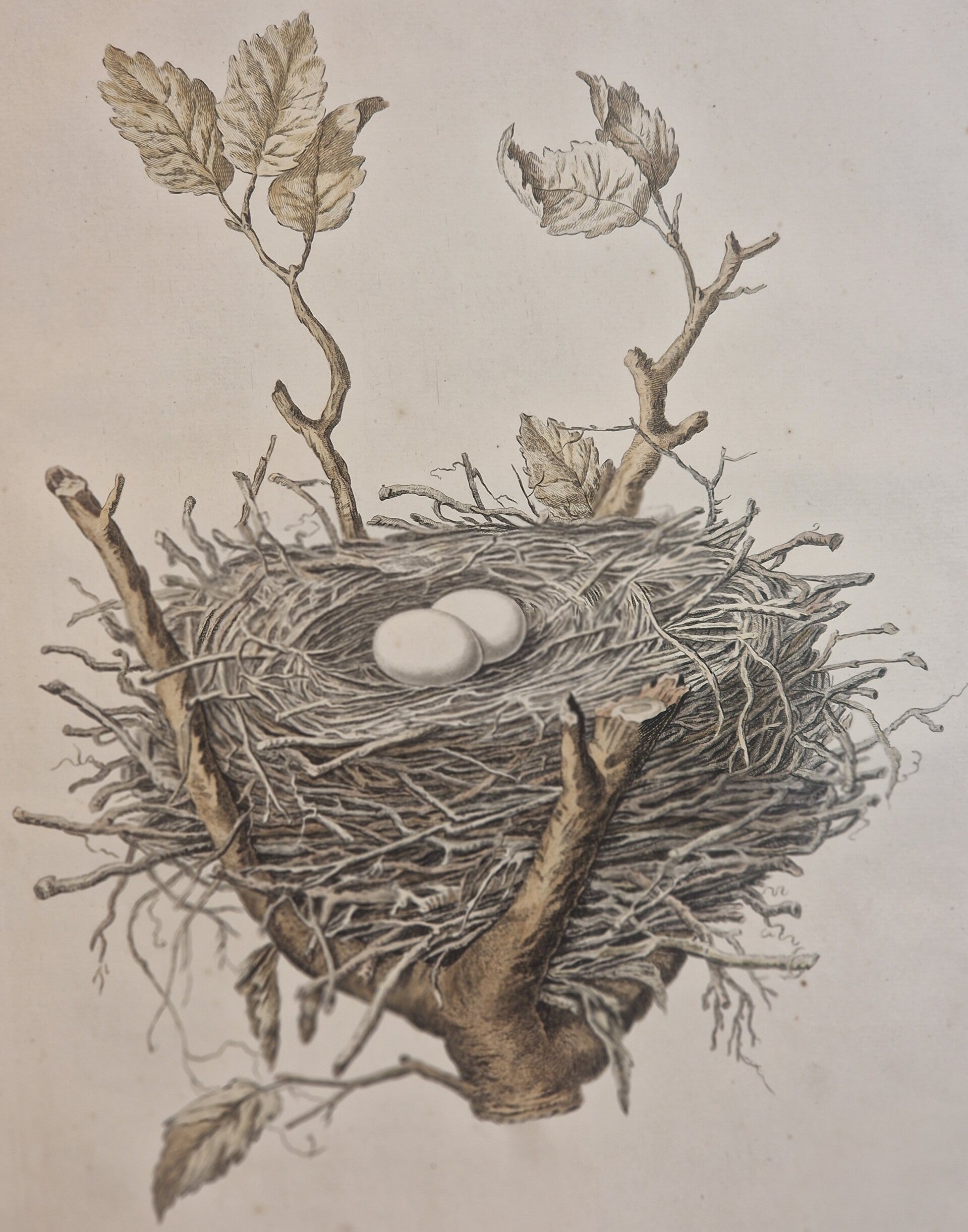 Palumbi nidus et ova, plaat 5 boek I. Sepp en Nozeman 1770.