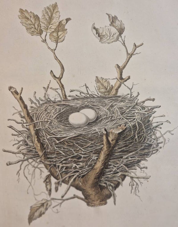 Palumbi nidus et ova, plaat 5 boek I. Sepp en Nozeman 1770.