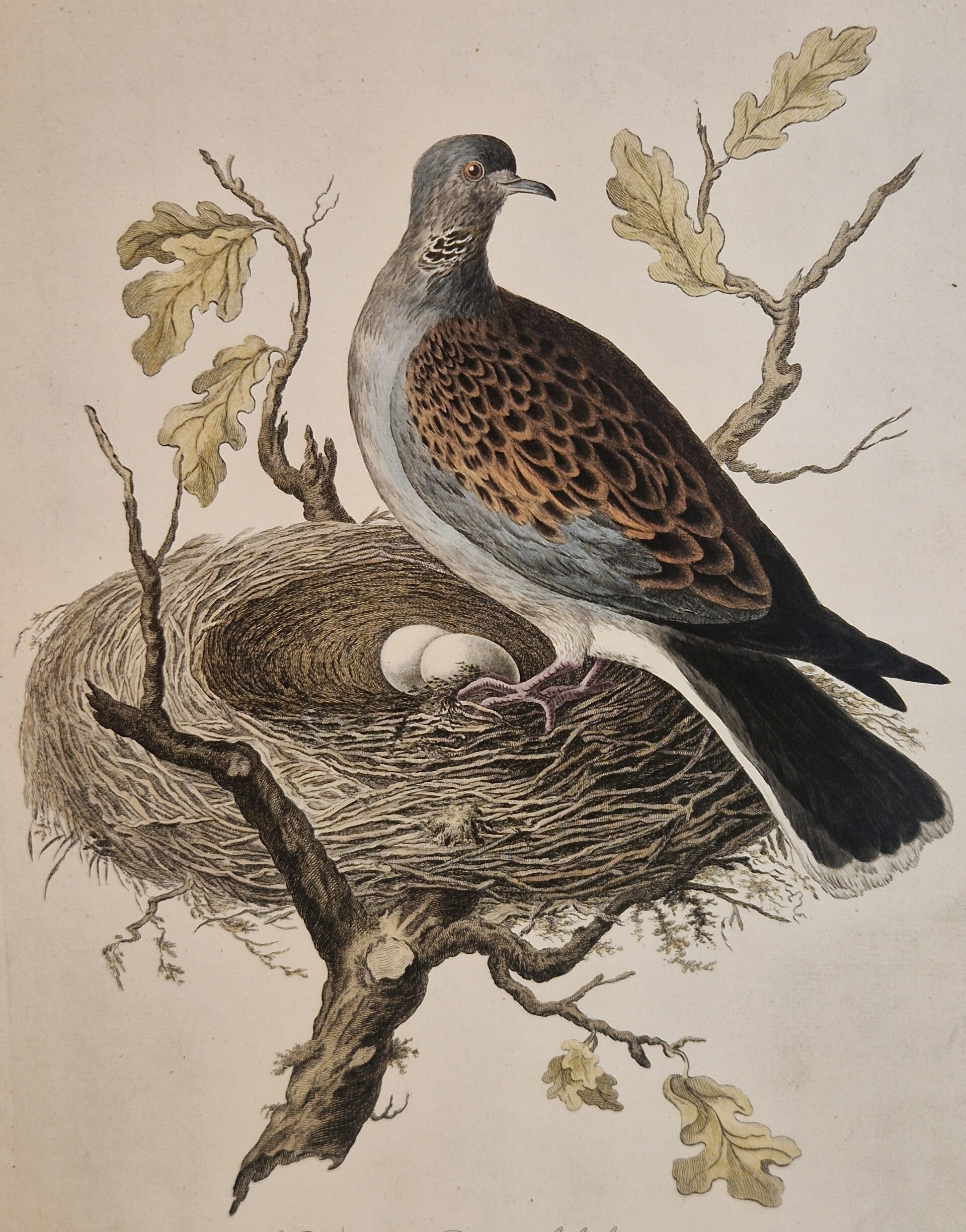 Tutur, plaat 6 boek I. Sepp en Nozeman 1770.