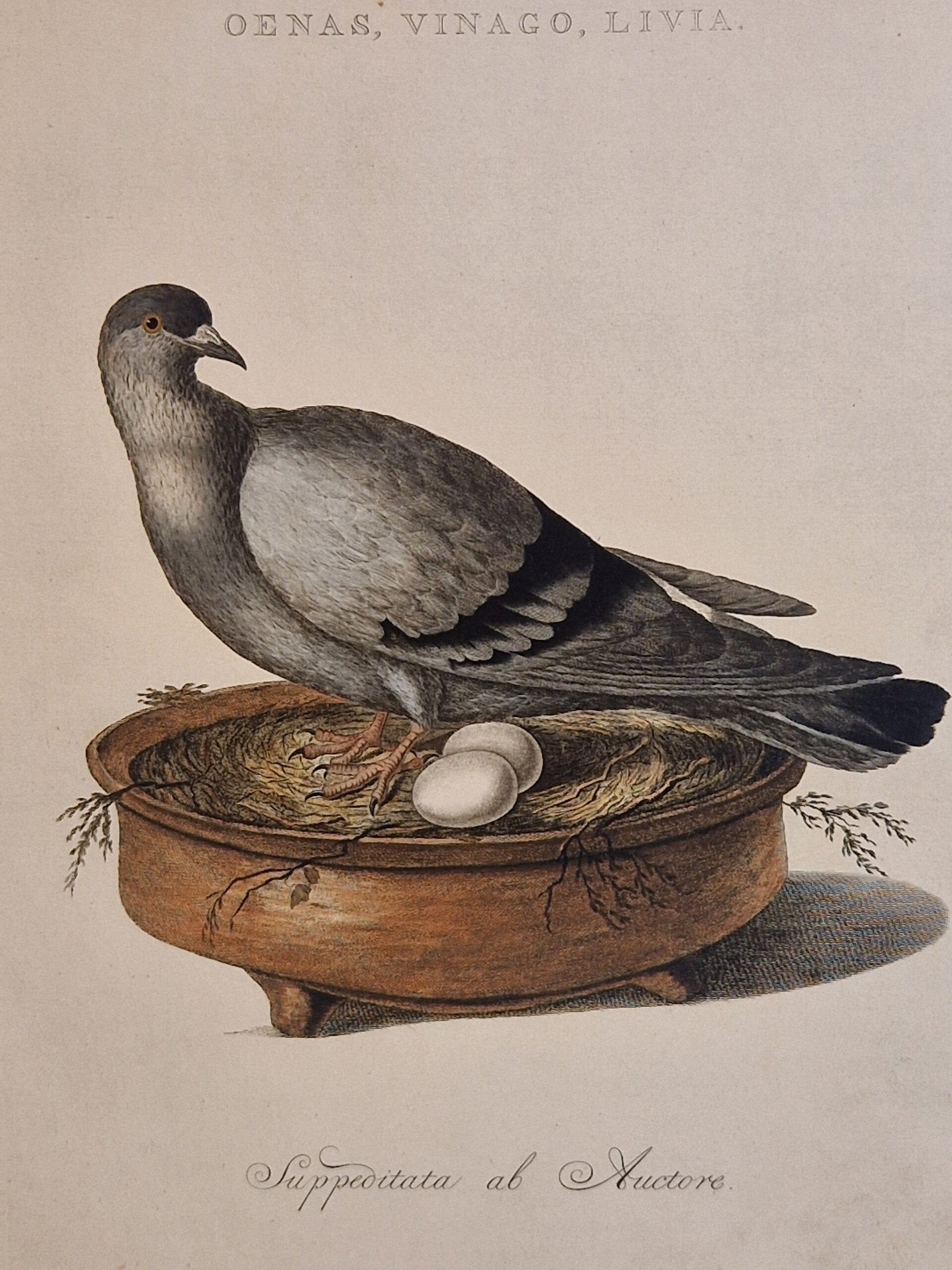 Oenas, vinago, livia Plaat 7 boek I. Sepp en Nozeman 1770.