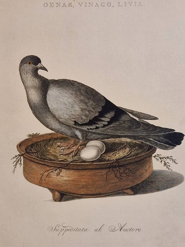 Oenas, vinago, livia Plaat 7 boek I. Sepp en Nozeman 1770.