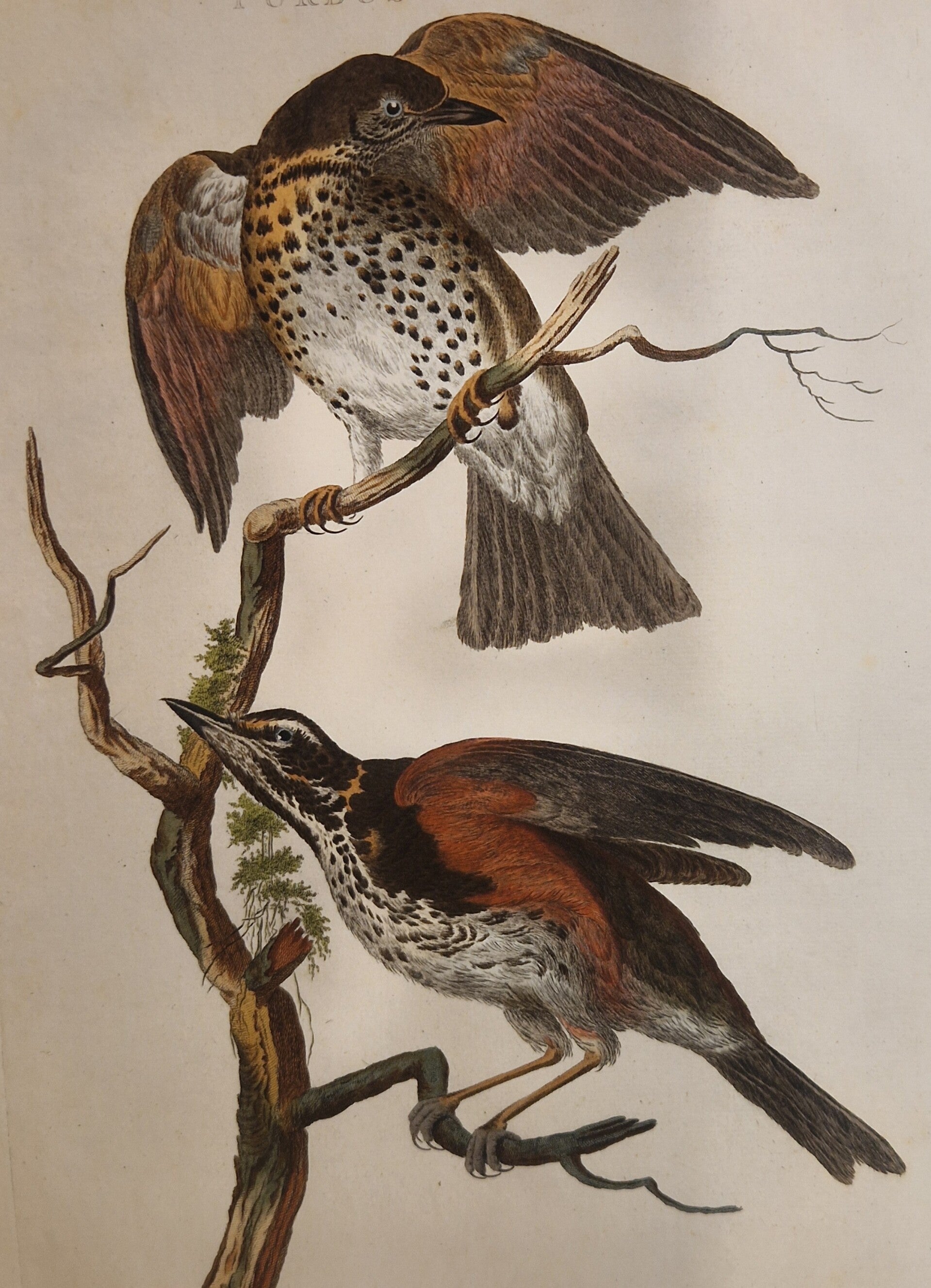 Turdus Iliacus, plaat 12 boek I. Sepp en Nozeman 1770.