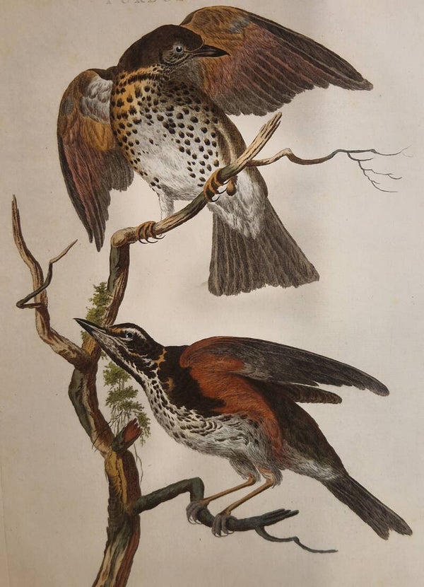 Turdus Iliacus, plaat 12 boek I. Sepp en Nozeman 1770.