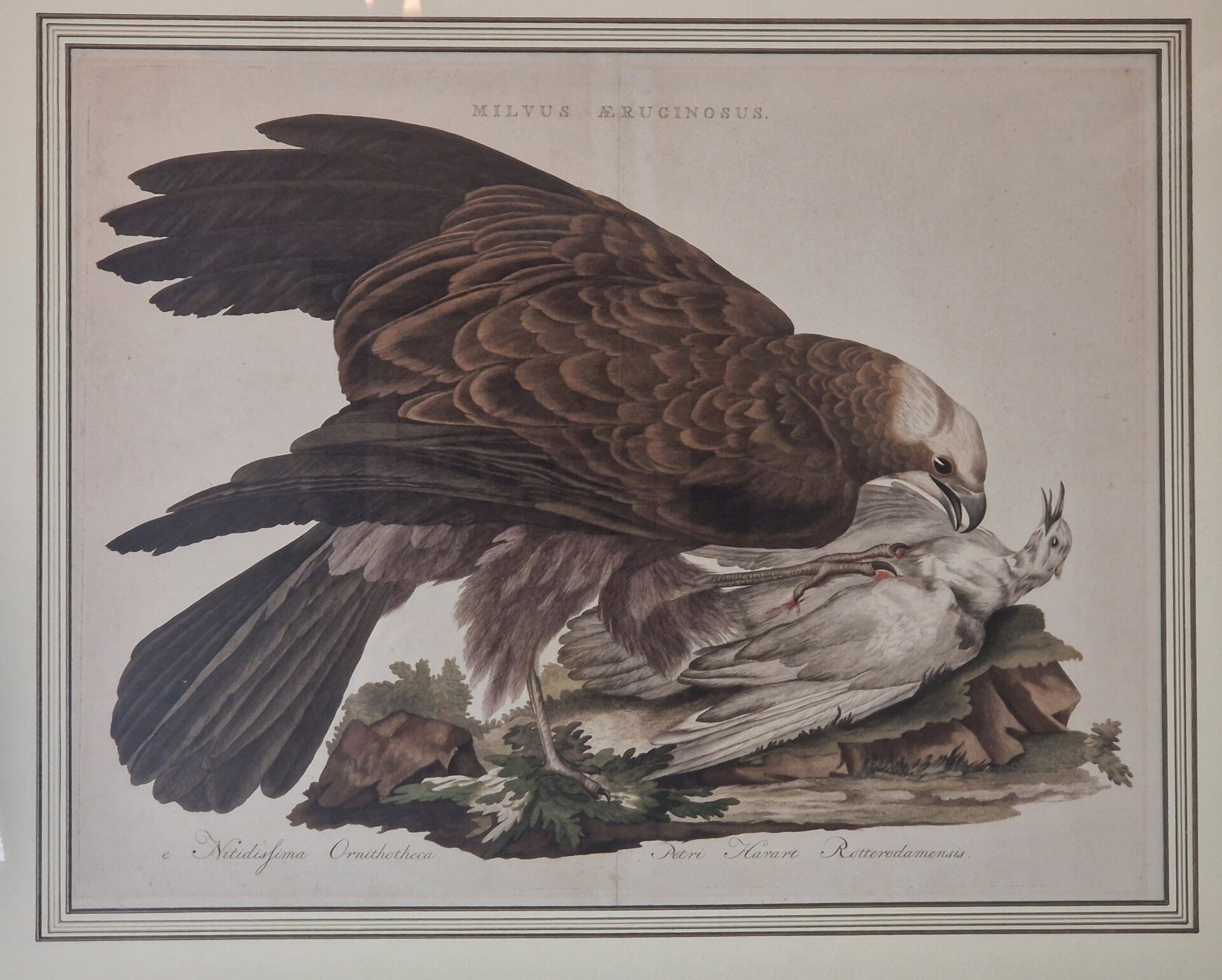 Milus Aeruginnosus, plaat 8 boek I. Sepp en Nozeman 1770.