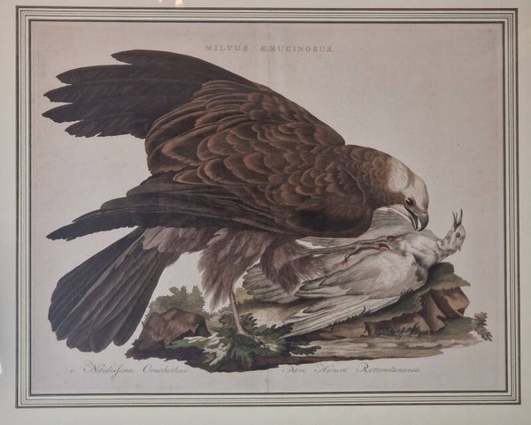 Milus Aeruginnosus, plaat 8 boek I. Sepp en Nozeman 1770.