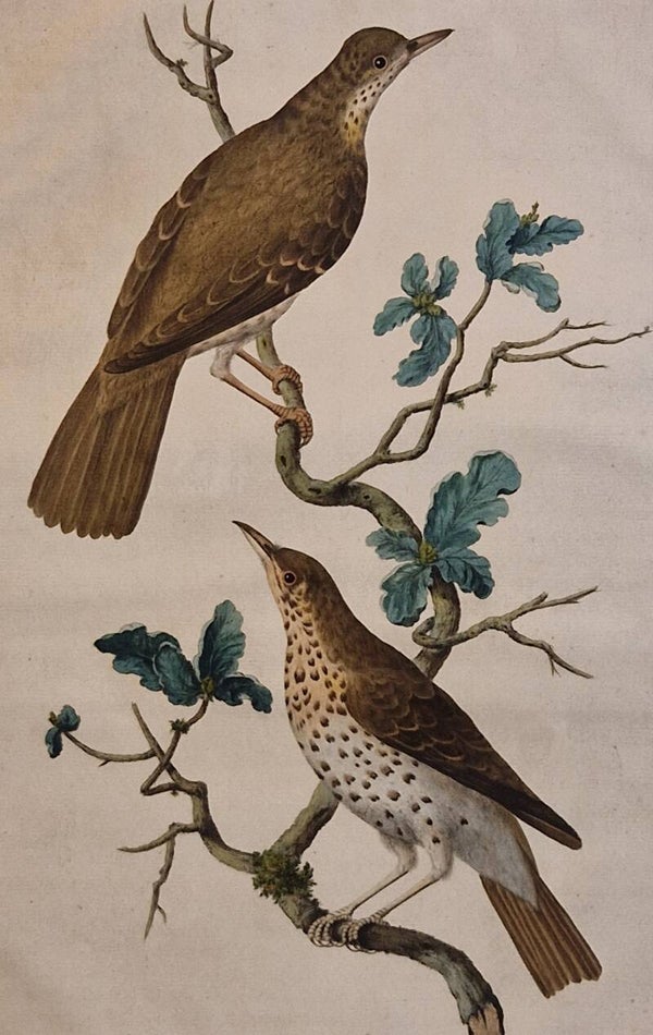 TurdusPilaris Minor, plaat 13 boek I. Sepp en Nozeman 1770.