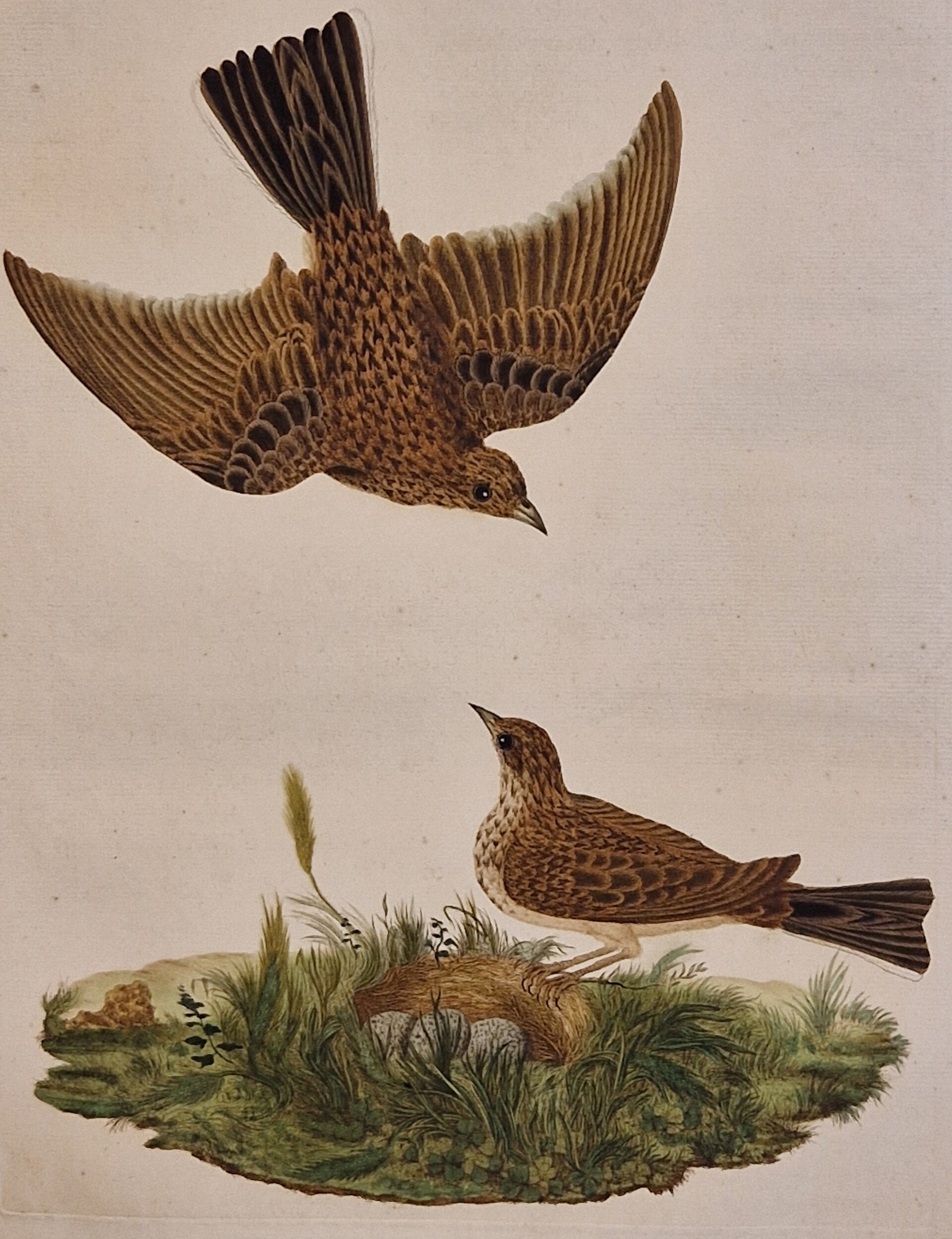 Alauda, plaat 15 boek I. Sepp en Nozeman 1770.