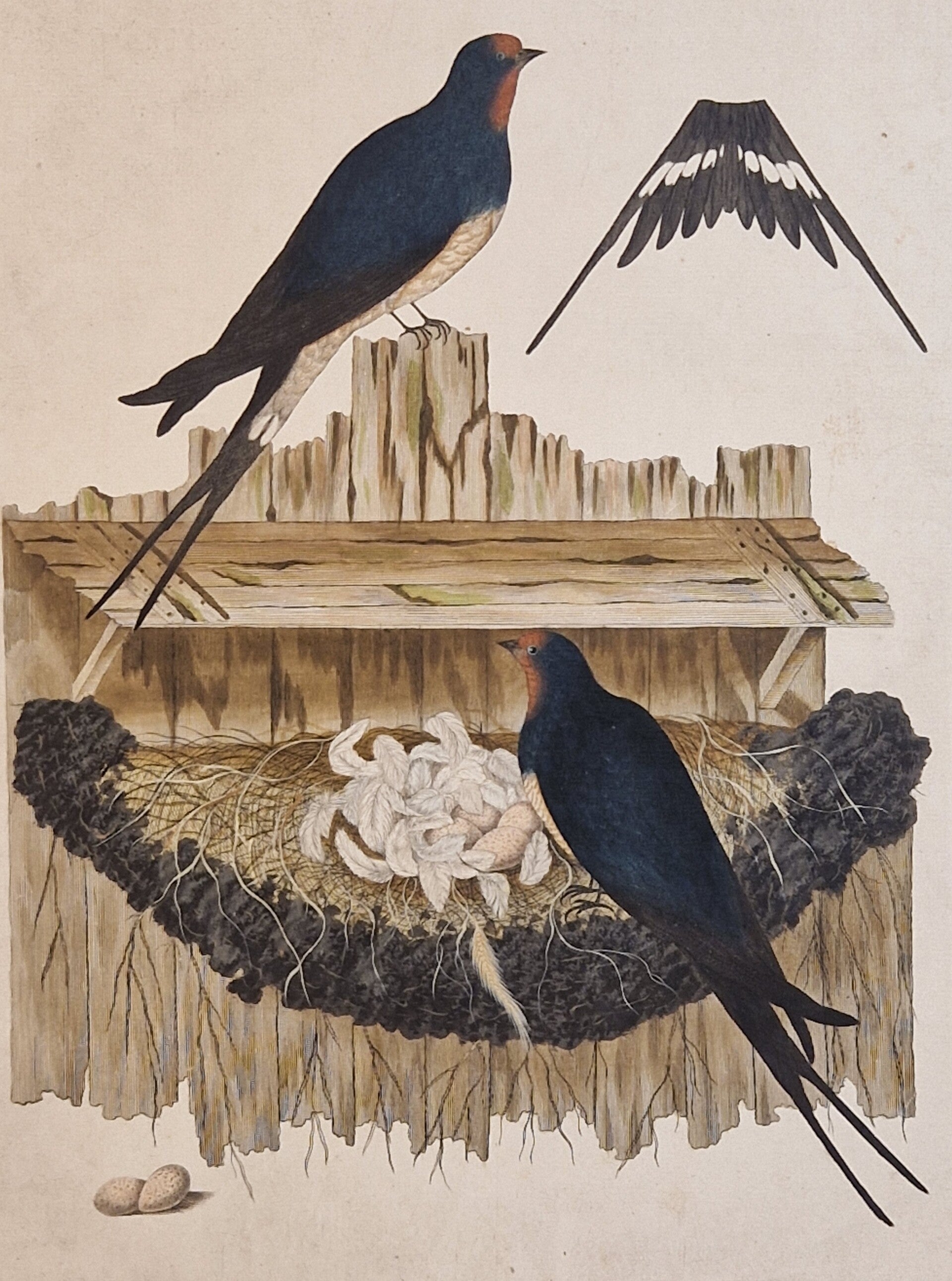 Hirundo Domestica, plaat 17 boek I. Sepp en Nozeman 1770.