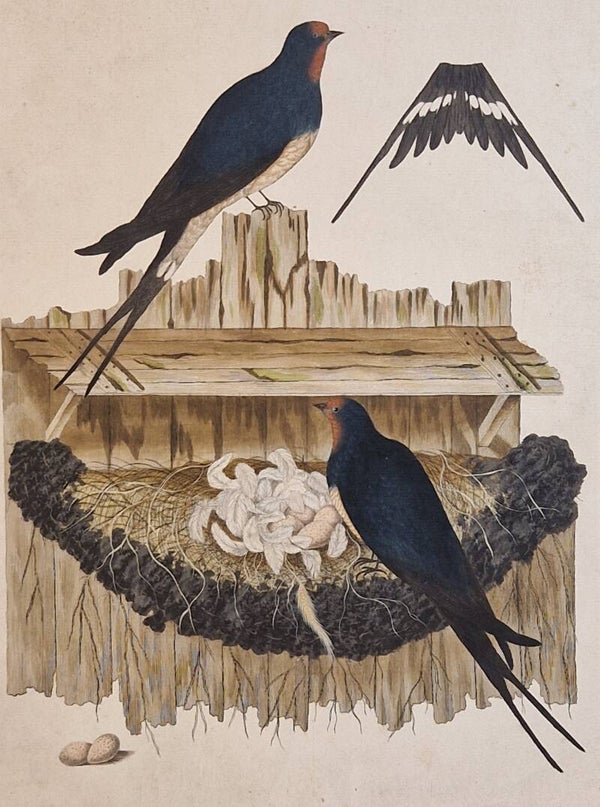 Hirundo Domestica, plaat 17 boek I. Sepp en Nozeman 1770.