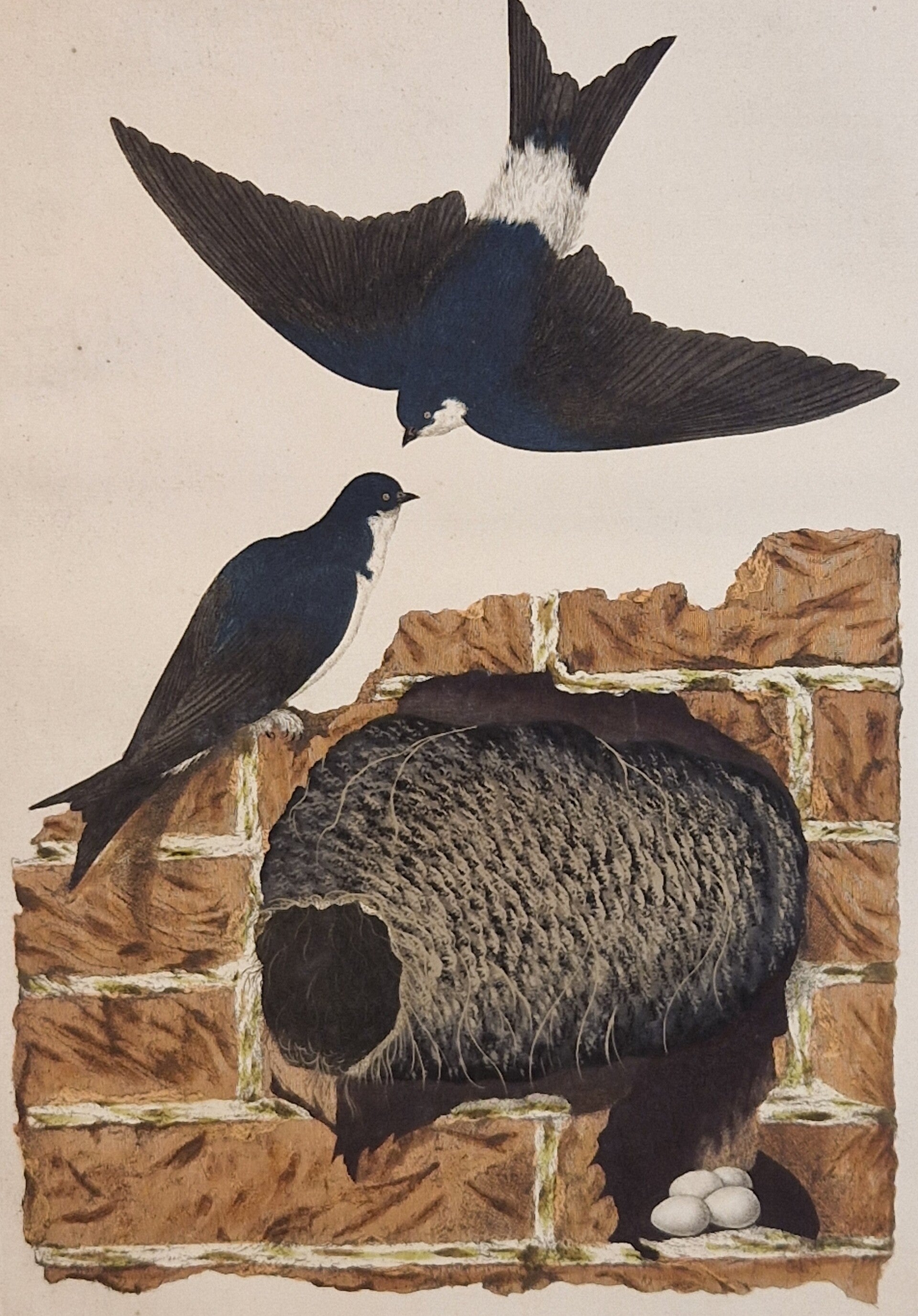 Hirundo Agrestis, plaat 18 boek I. Sepp en Nozeman 1770.