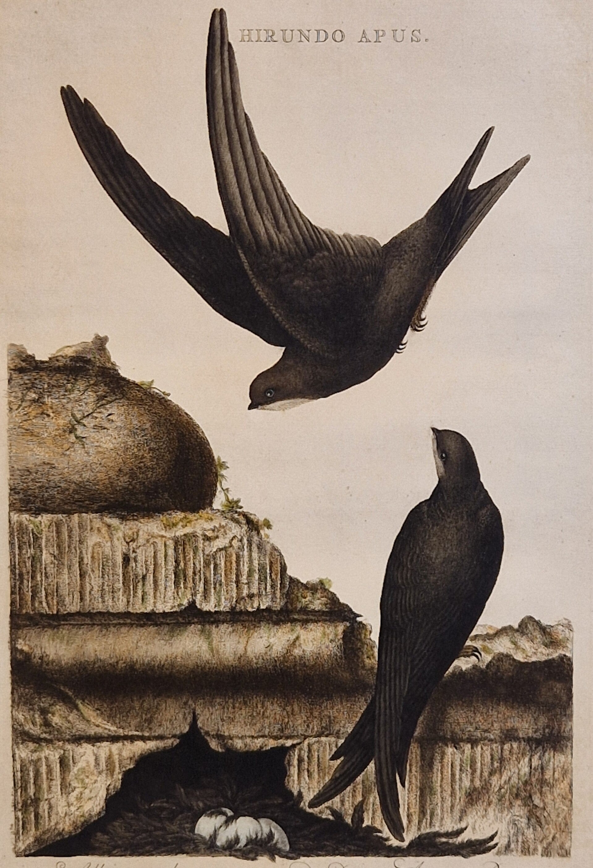 Hirundo Apus, plaat 20 boek I. Sepp en Nozeman 1770.