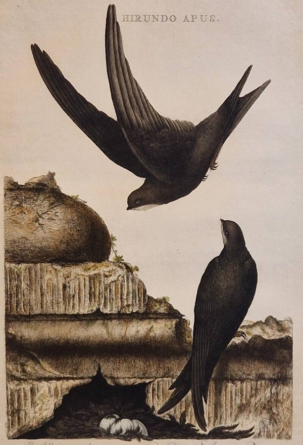 Hirundo Apus, plaat 20 boek I. Sepp en Nozeman 1770.