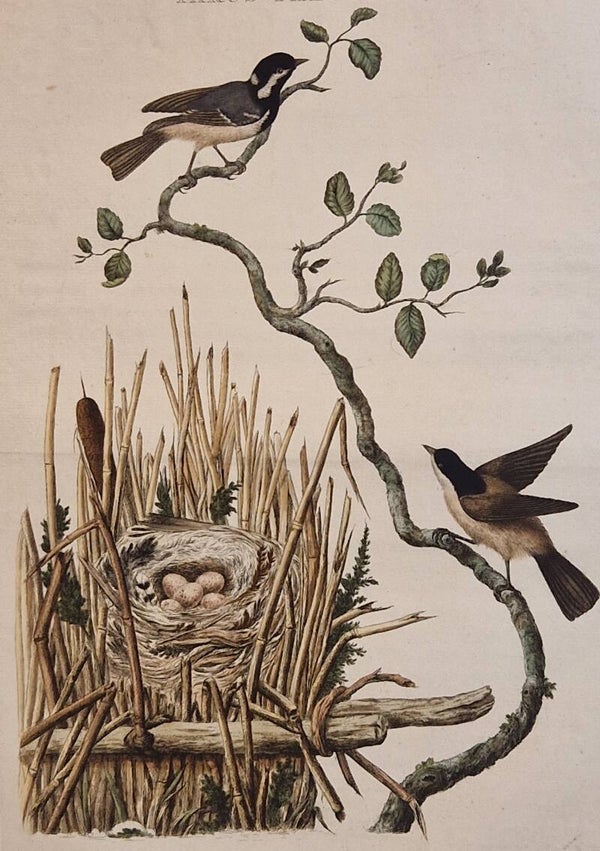 Parus Palustris, plaat 25 boek I. Sepp en Nozeman 1770.