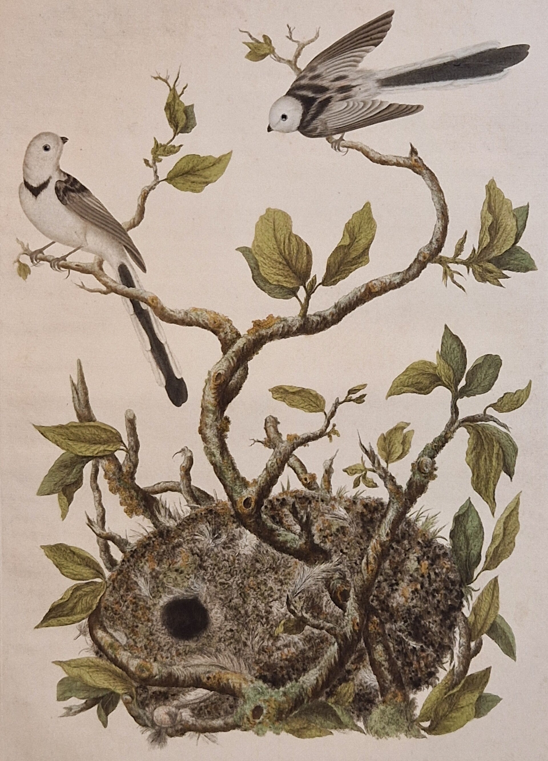 Parus Cadatus. Plaat 26 boek I.  Sepp en Nozeman 1770.