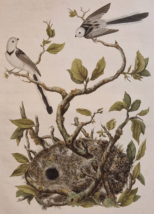 Palus Caudatus, plaat 26 boek I. Sepp en Nozeman 1770.