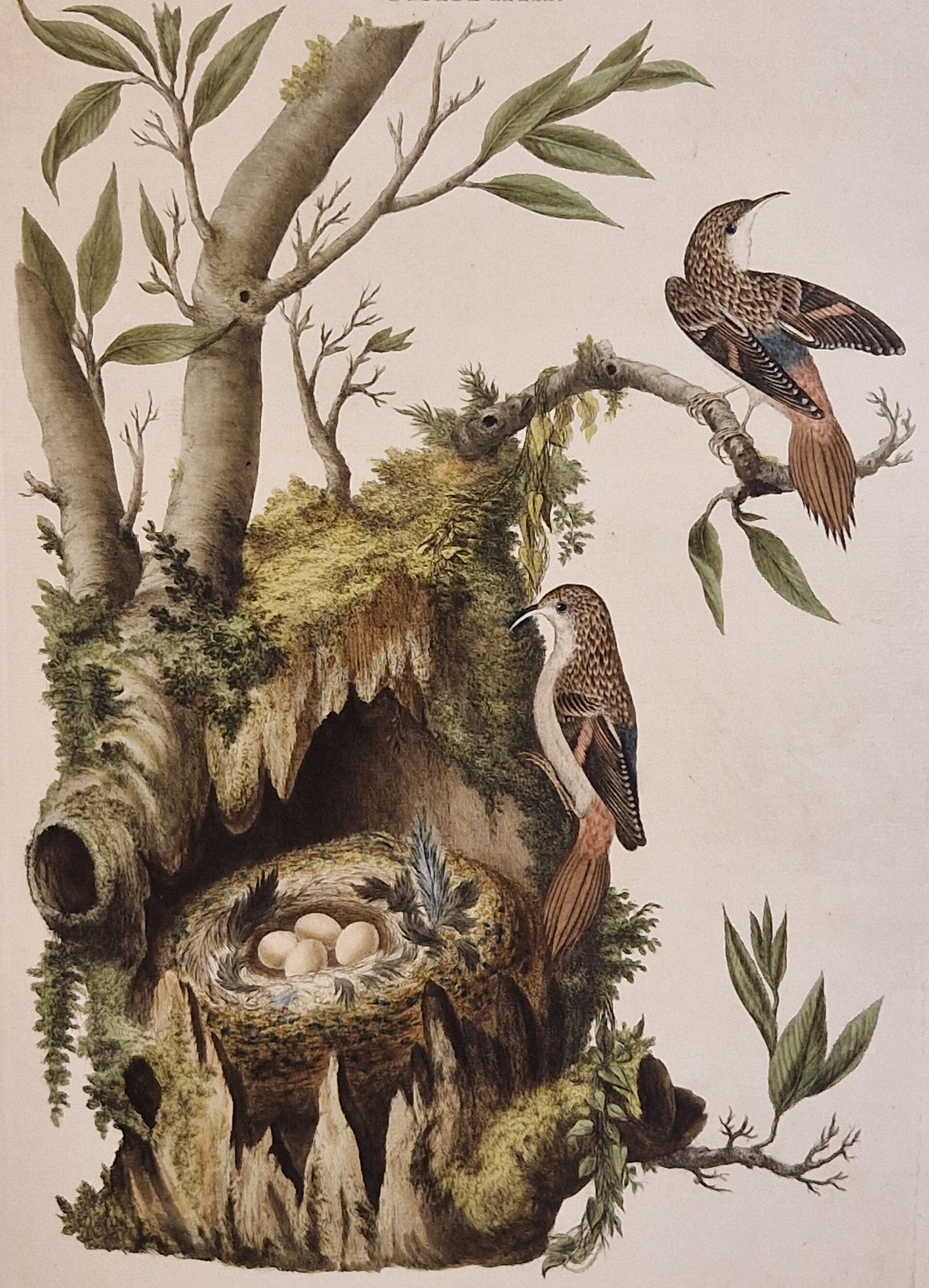 Certhia, plaat 31 boek I. Sepp en Nozeman 1770.