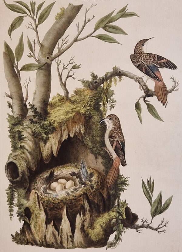 Certhia, plaat 31 boek I. Sepp en Nozeman 1770.