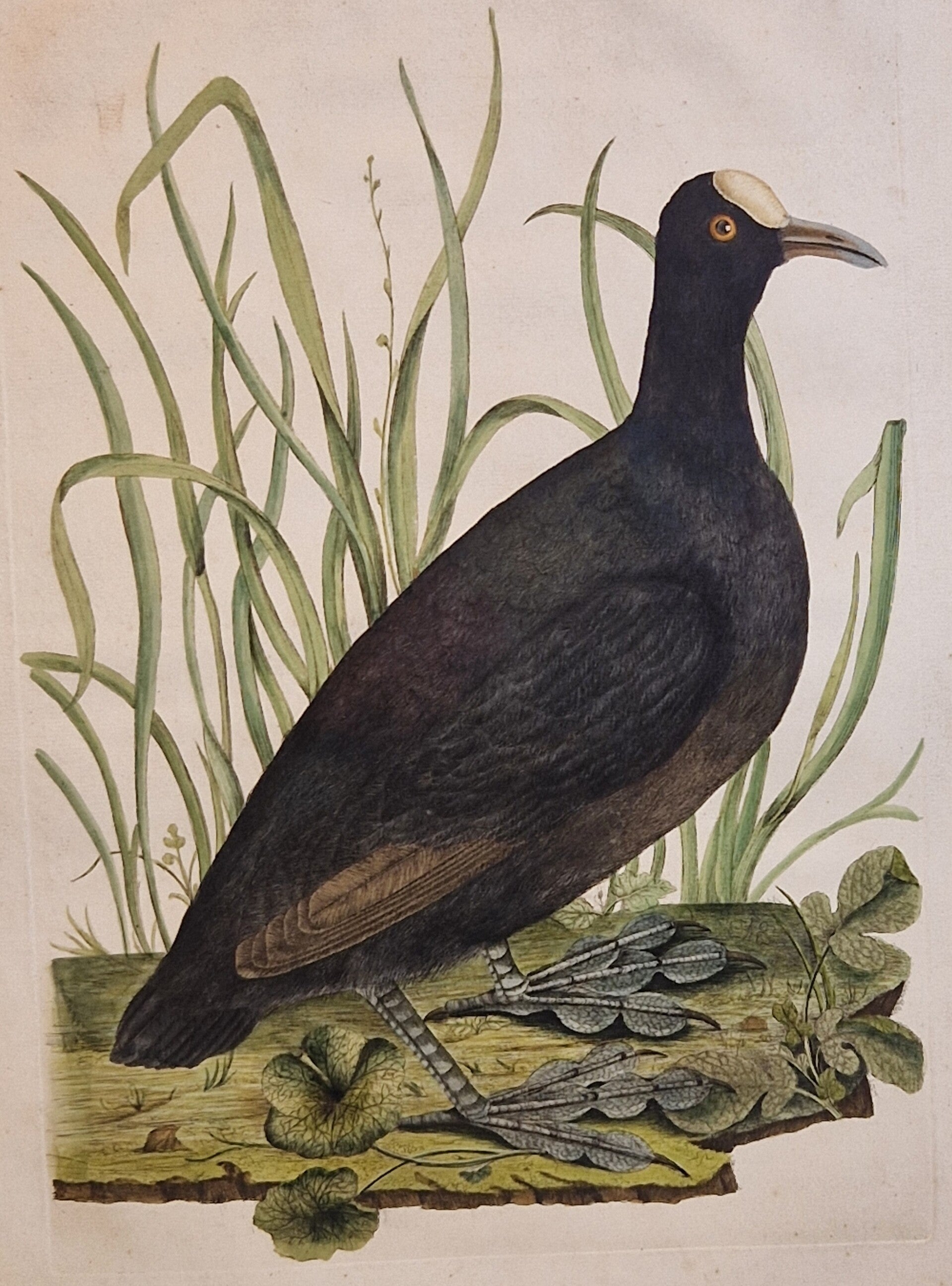 Fulica, plaat 32 boek I. Sepp en Nozeman 1770.