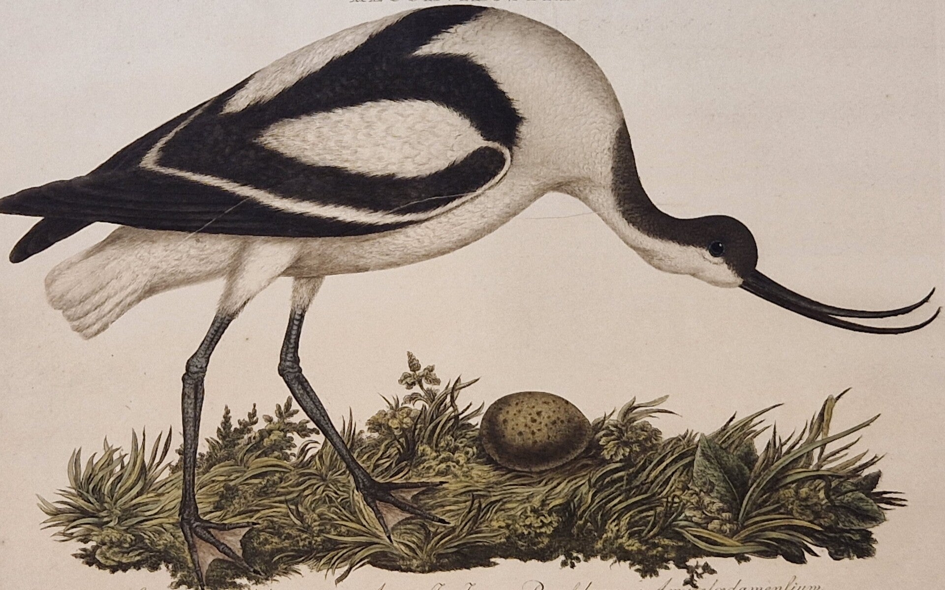 Recuruirostra, plaat 37 boek I. Sepp en Nozeman 1770.