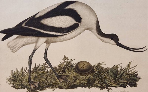 Recuruirostra, plaat 37 boek I. Sepp en Nozeman 1770.