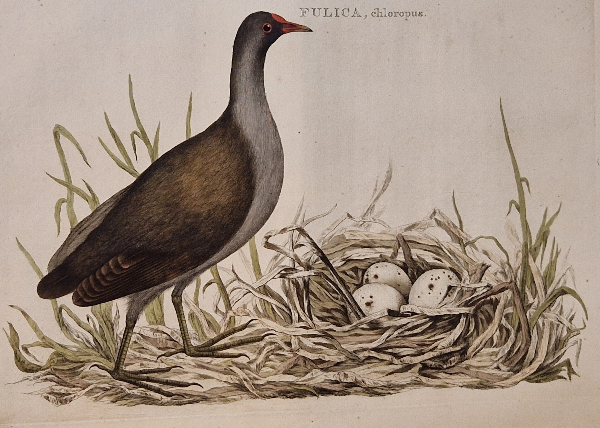 Fulica, Chloropus, plaat 39 boek I. Sepp en Nozeman 1770.