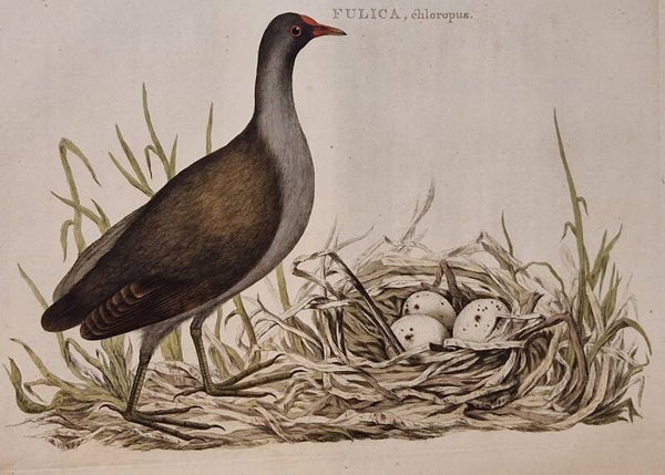 Fulica, Chloropus, plaat 39 boek I. Sepp en Nozeman 1770.