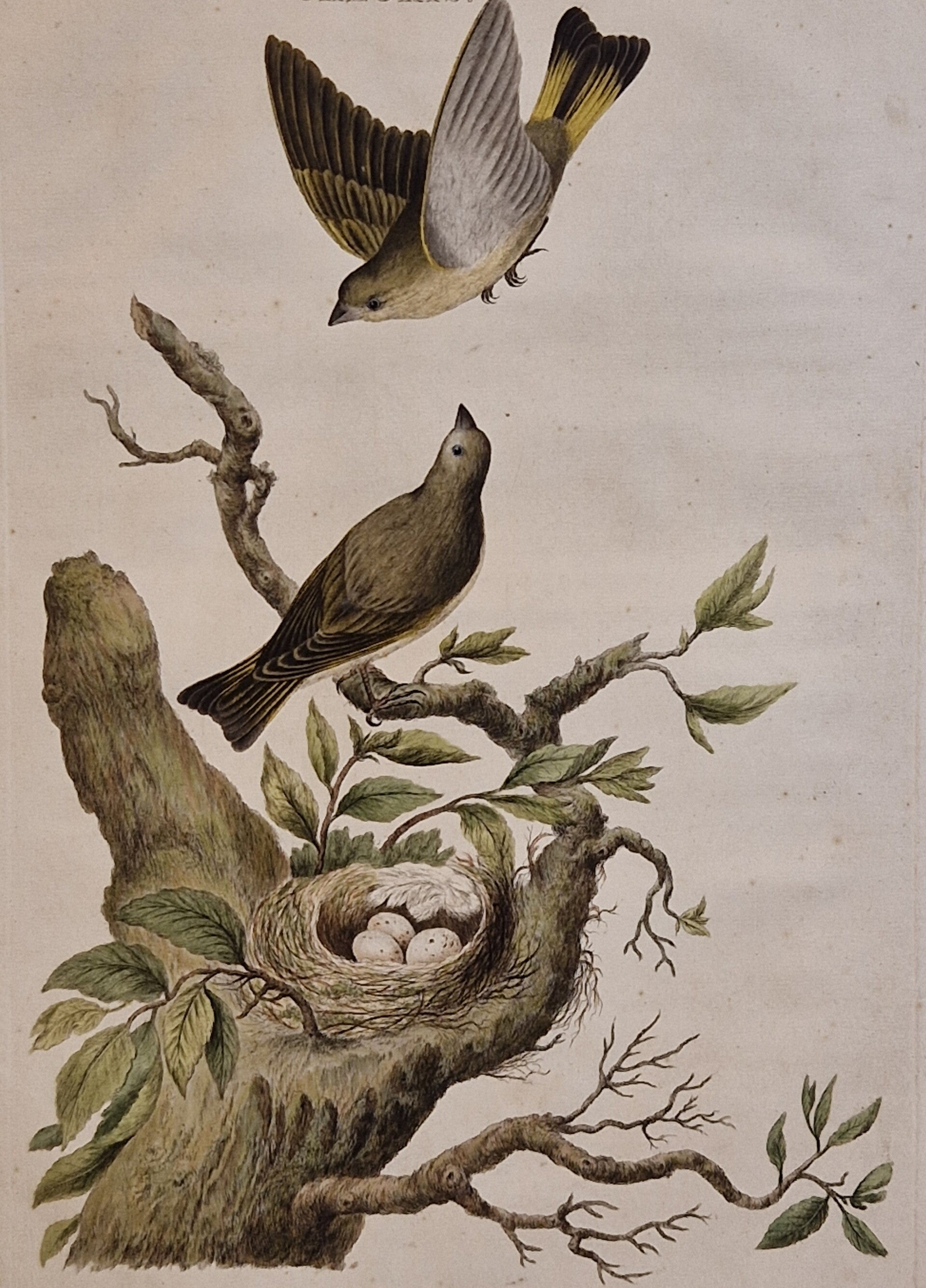 Chloris, plaat 40 boek I. Sepp en Nozeman 1770.