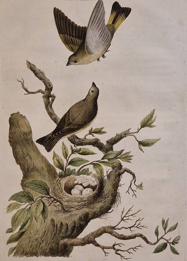 Chloris, plaat 40 boek I. Sepp en Nozeman 1770.