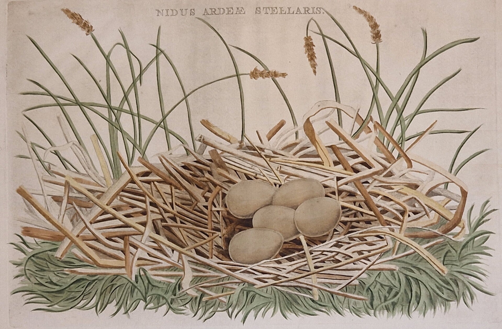 Nidus Ardea Stellaris, plaat 42 boek I. Sepp en Nozeman 1770.