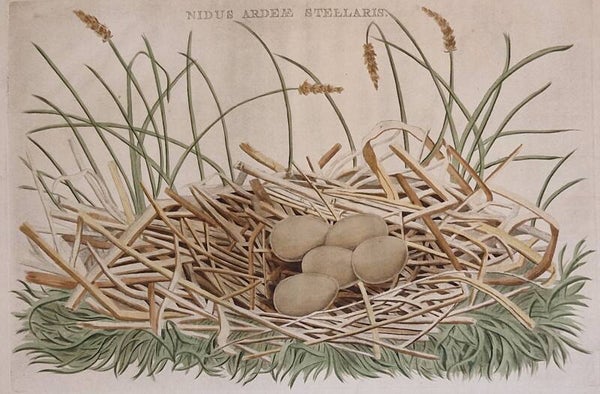 Nidus Ardea Stellaris, plaat 42 boek I. Sepp en Nozeman 1770.