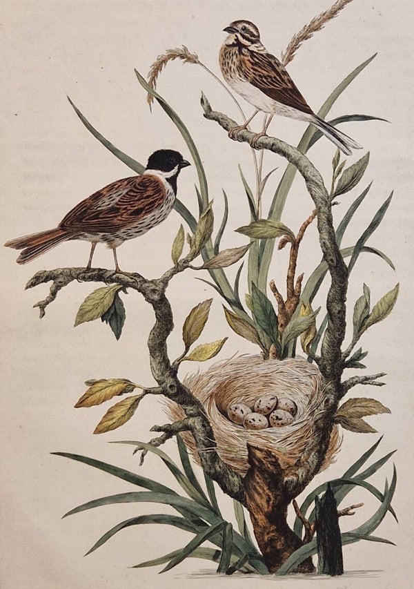 Fringilla Schoeniclus, plaat 45 boek I. Sepp en Nozeman 1770.