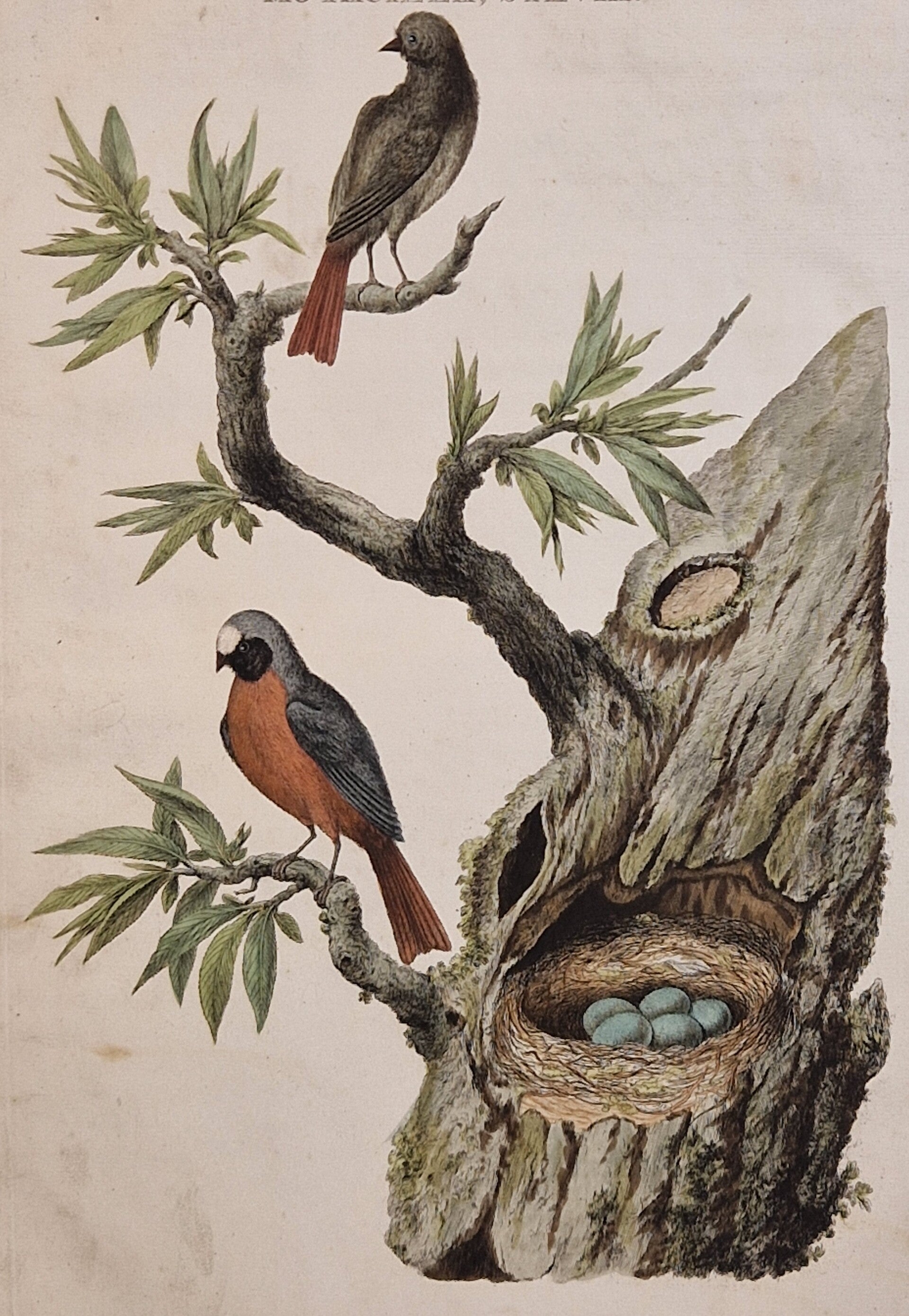 Motacilla Sylvia, plaat 46 boek I. Sepp en Nozeman 1770.