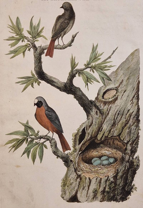 Motacilla Sylvia, plaat 46 boek I. Sepp en Nozeman 1770.