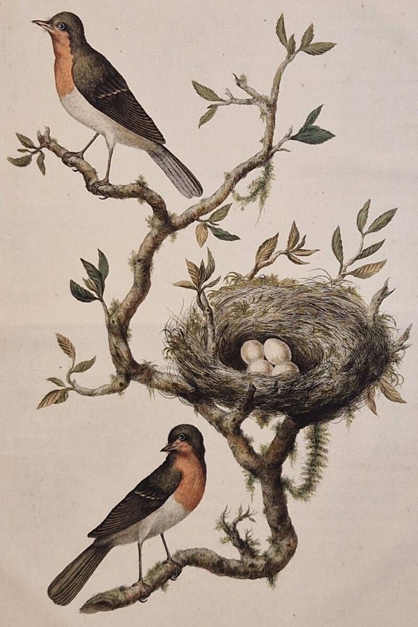 Motacilla Rubecula, plaat 48 boek I. Sepp en Nozeman 1770.