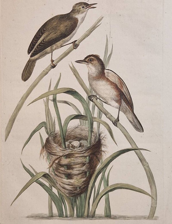 Turdus, junco, plaat 51 boek II. Sepp en Nozeman 1789..